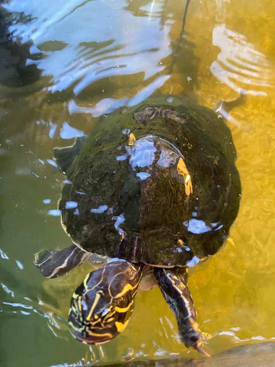 Terrapin turtle - Image 2
