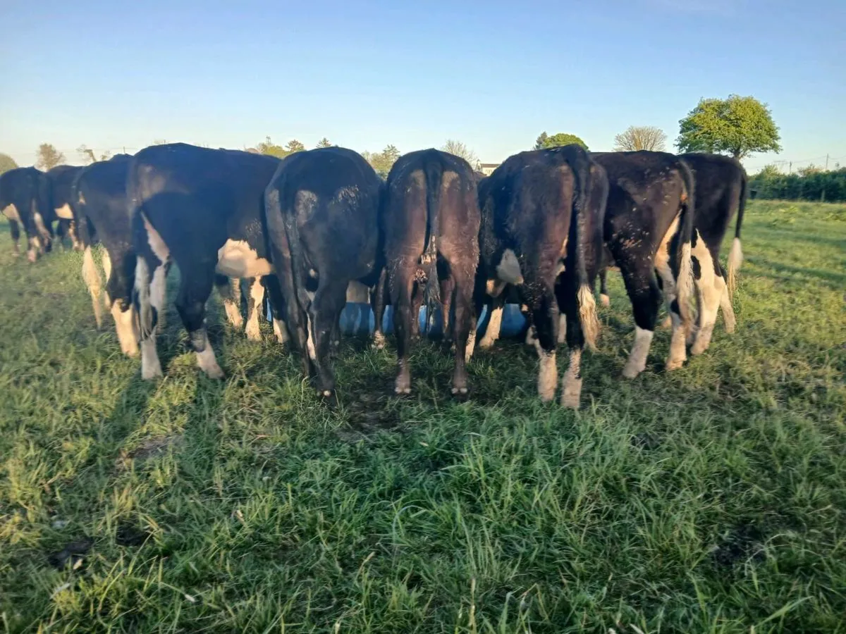 10 Angus and Hereford Heifers - Image 3