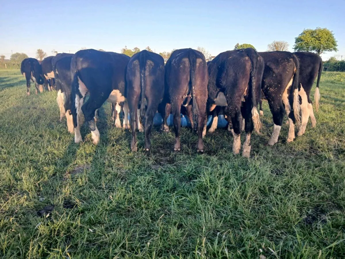 10 Angus and Hereford Heifers - Image 4