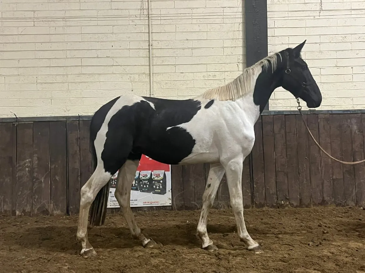 Gelding - Image 1