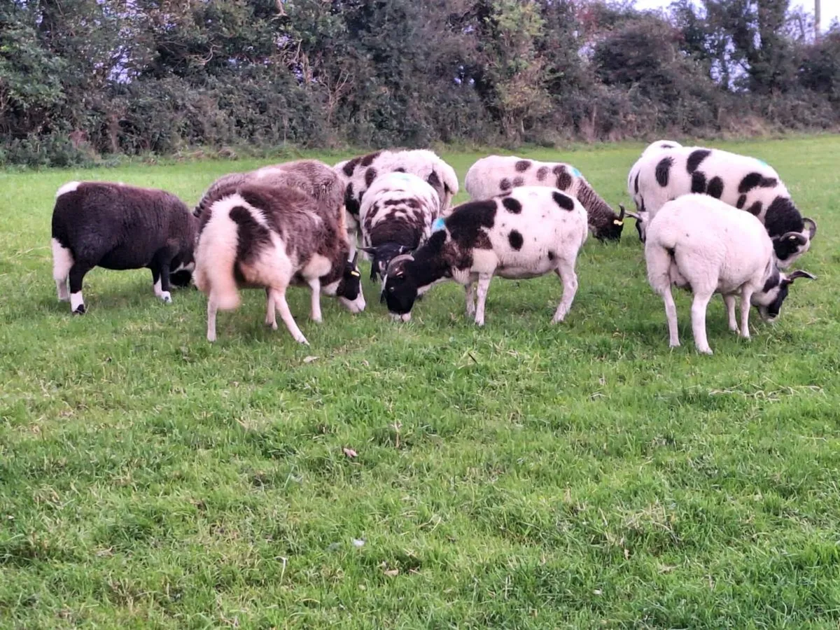 Ewes - Image 1