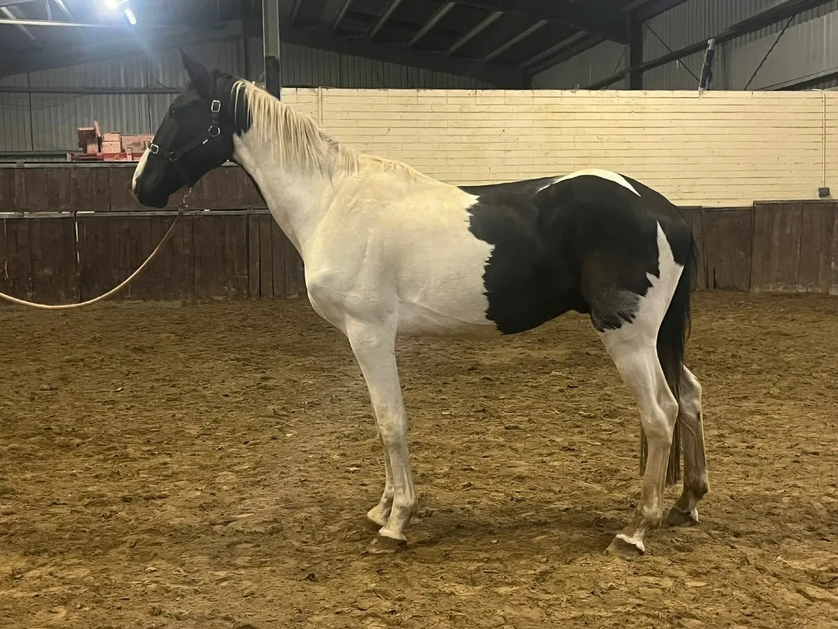 Gelding - Image 2