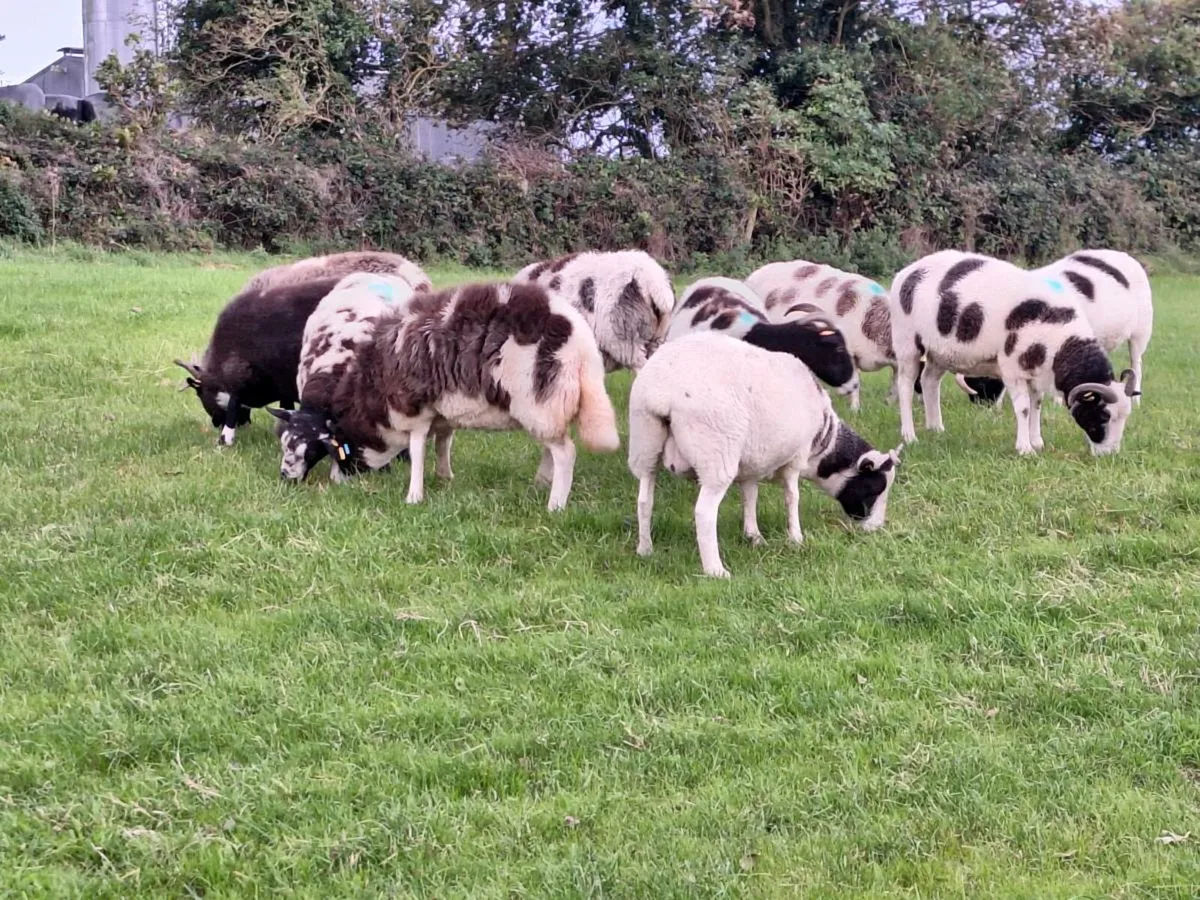 Ewes - Image 2