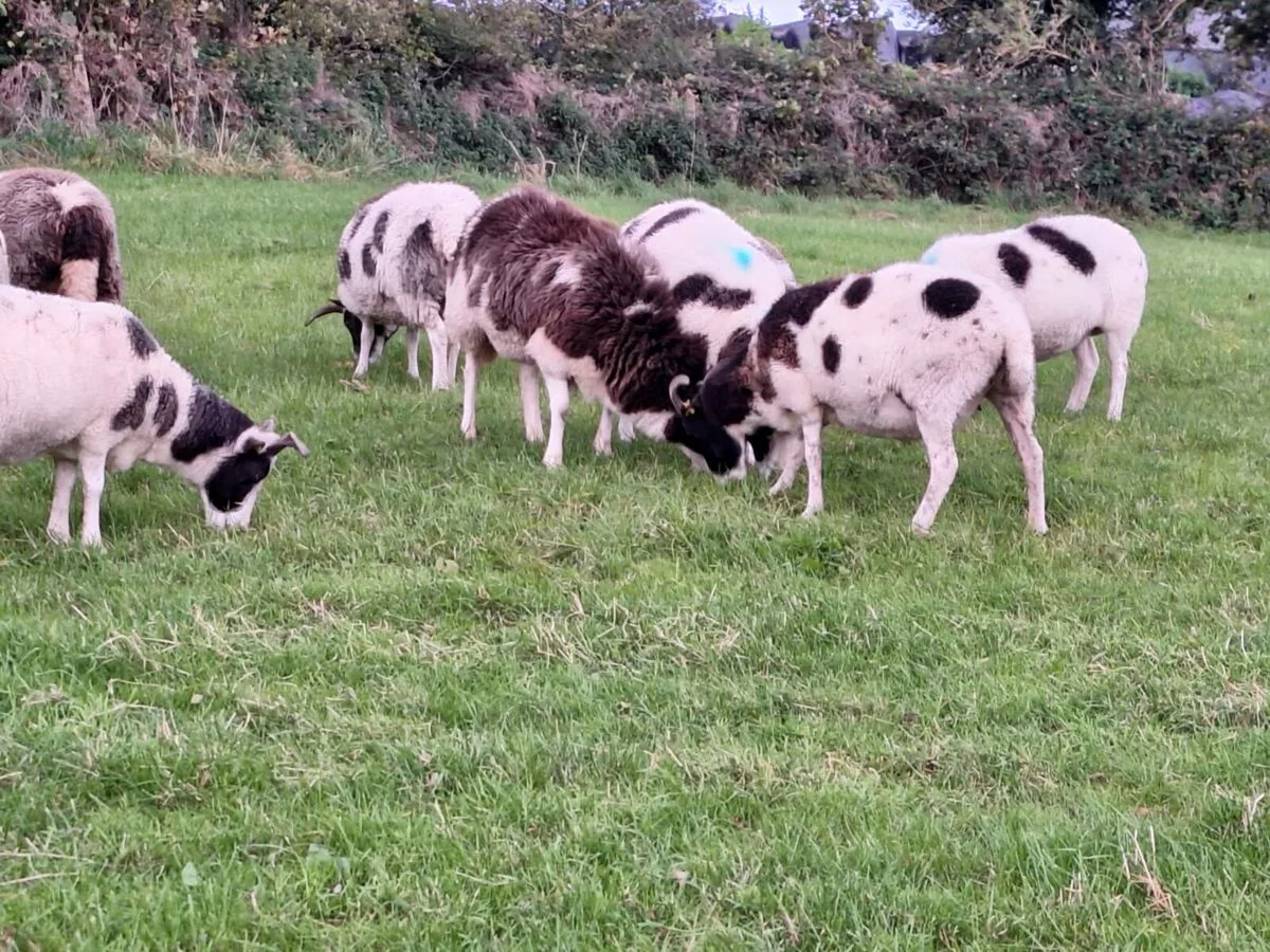 Ewes - Image 3