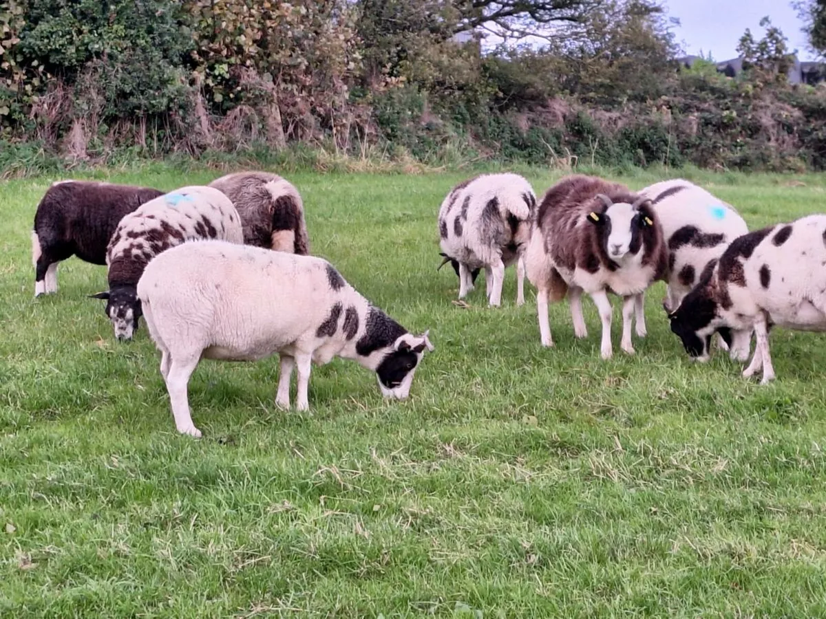 Ewes - Image 4