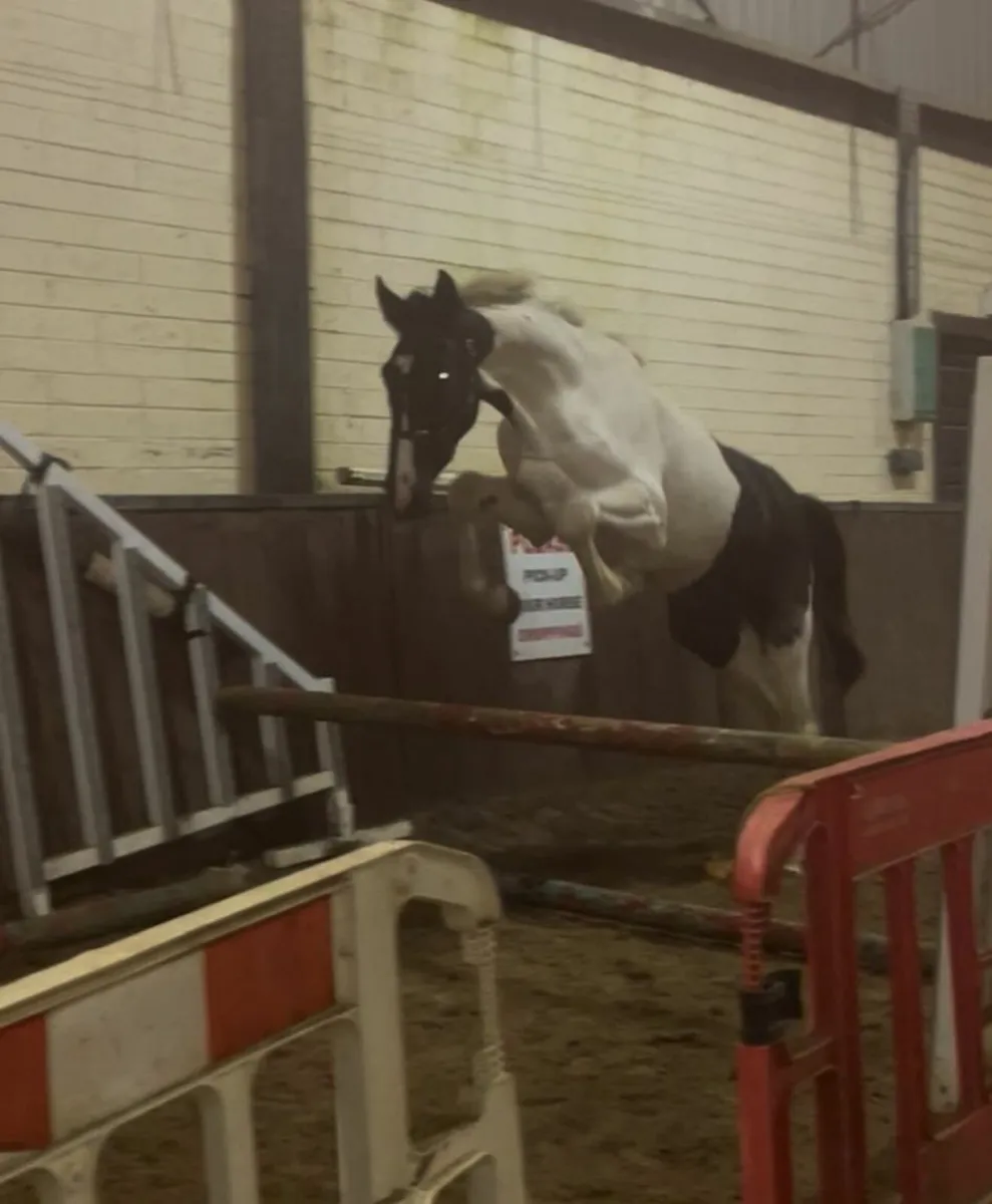 Gelding - Image 3
