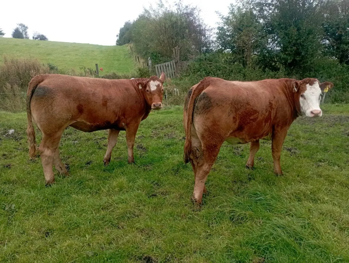 2 Breeding heifers - Image 2