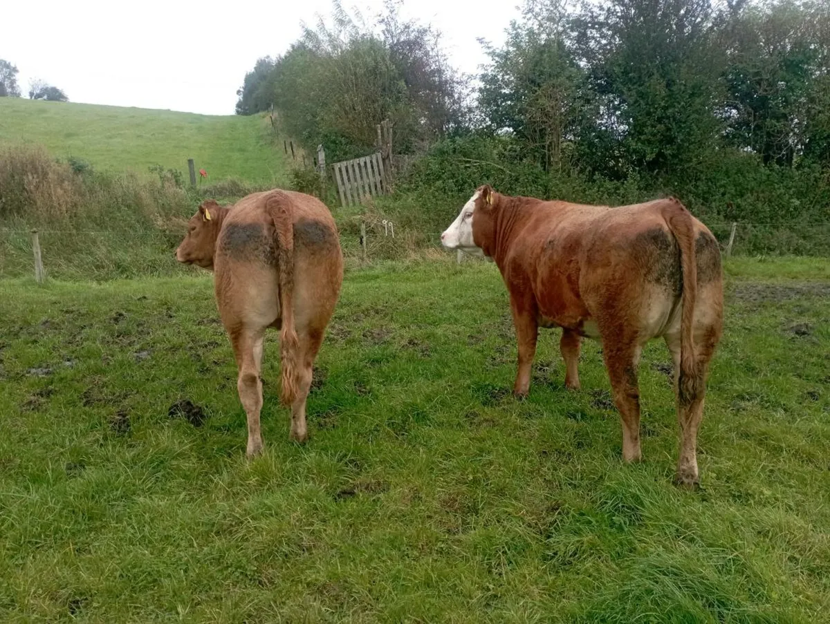 2 Breeding heifers - Image 3