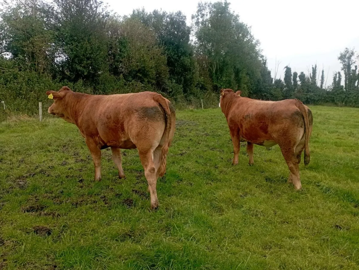 2 Breeding heifers - Image 4