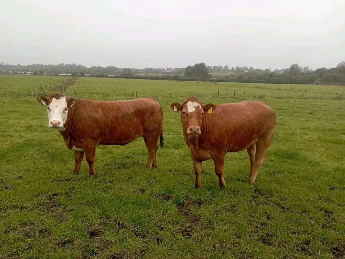 2 Breeding heifers - Image 1