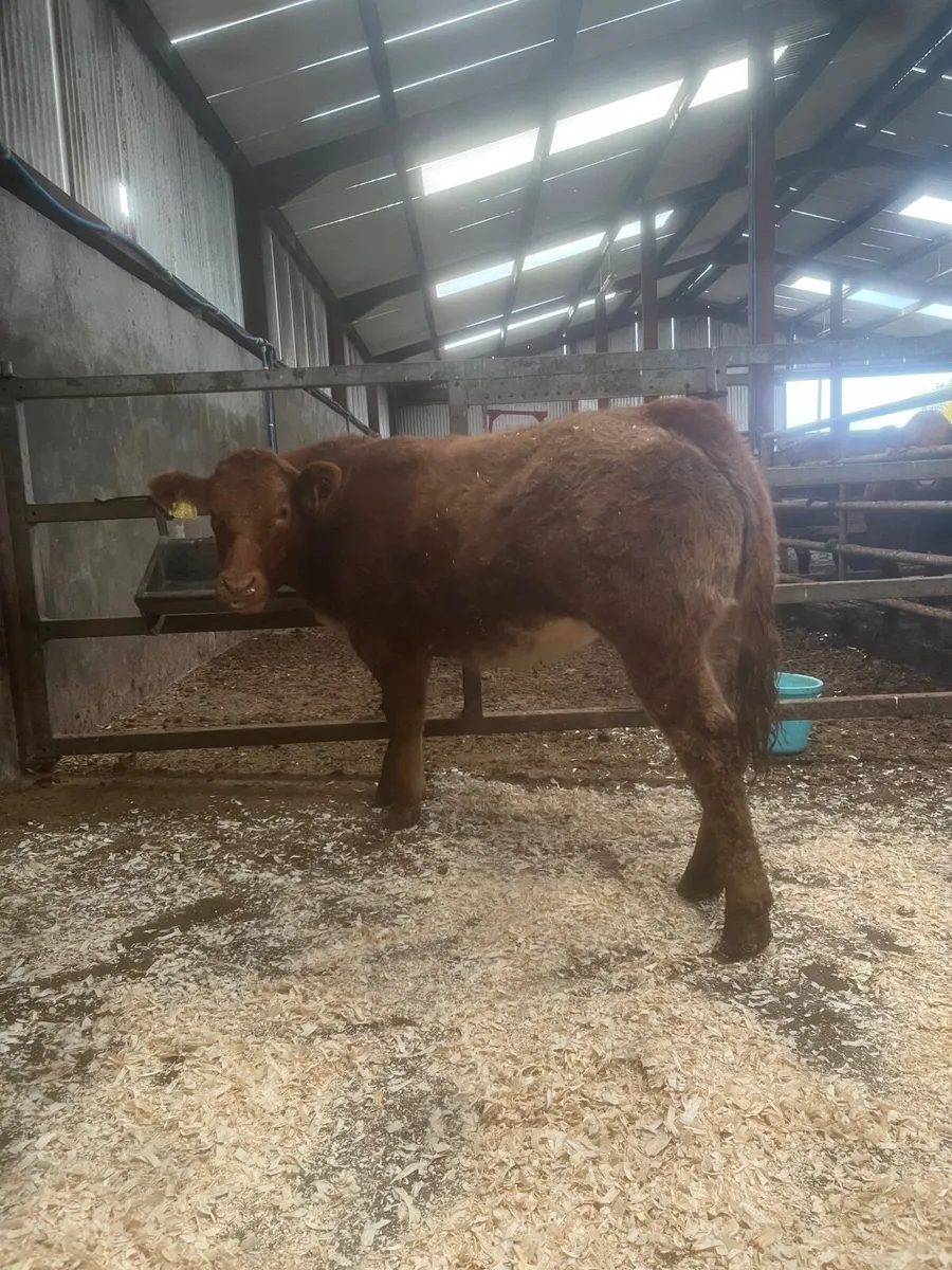 🔥 Show Heifer 🔥 - Image 1
