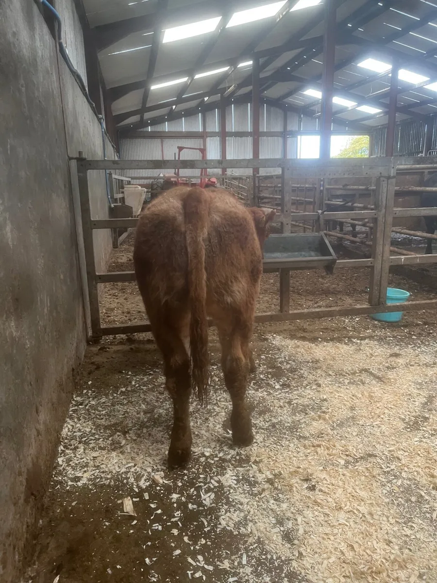 🔥 Show Heifer 🔥 - Image 2