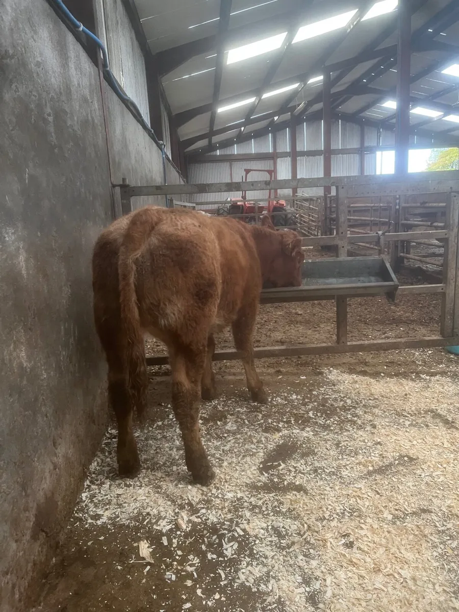 🔥 Show Heifer 🔥 - Image 3