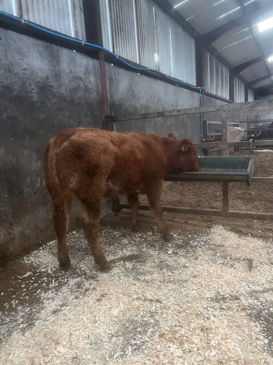 🔥 Show Heifer 🔥 - Image 4