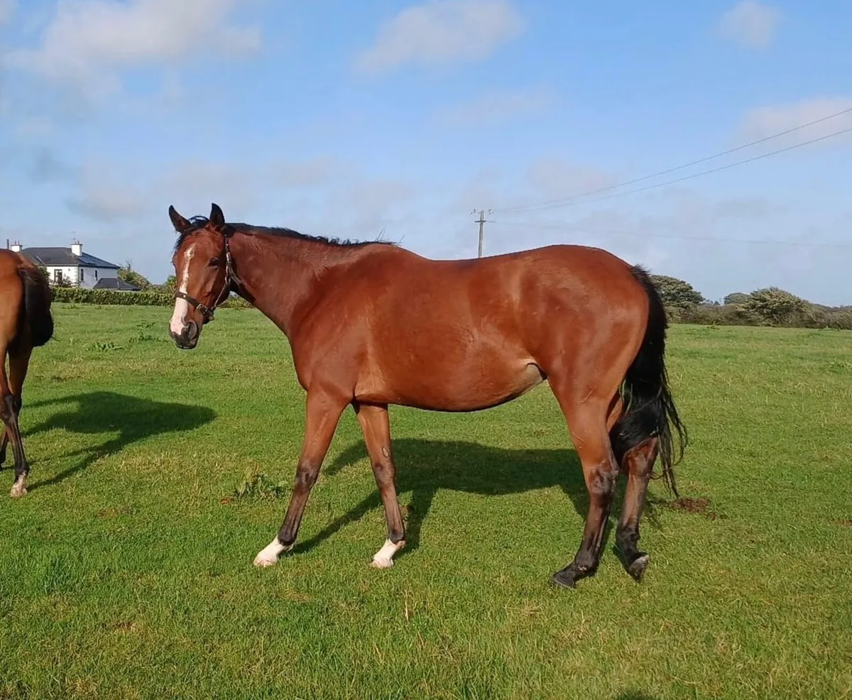 Horse 2YO Filly - Image 1
