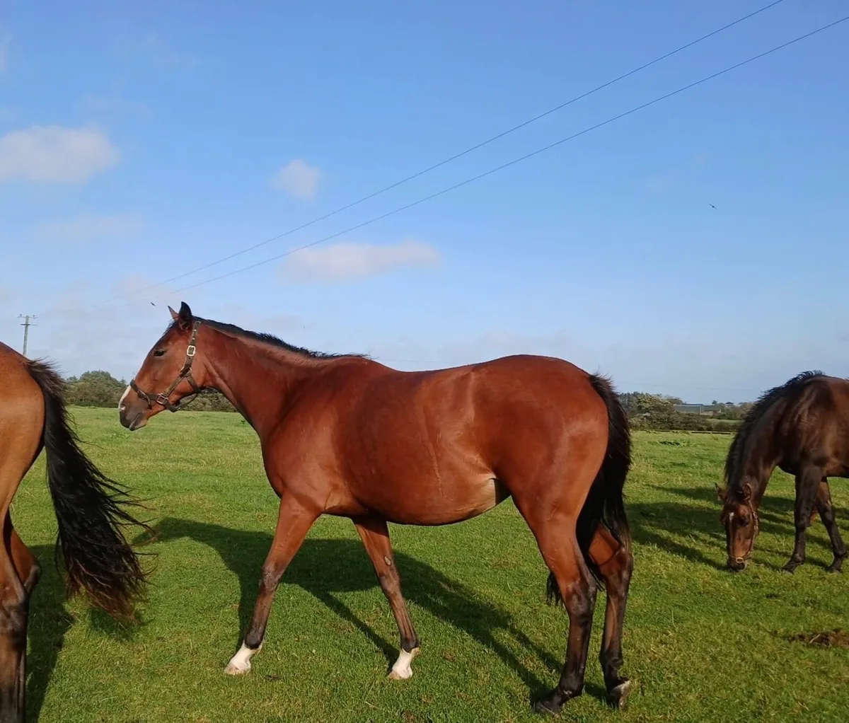Horse 2YO Filly - Image 2