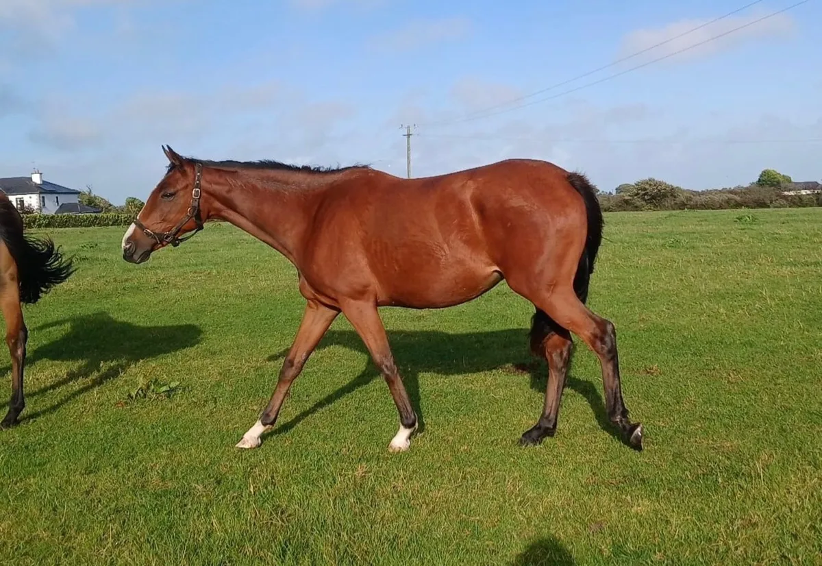 Horse 2YO Filly - Image 3
