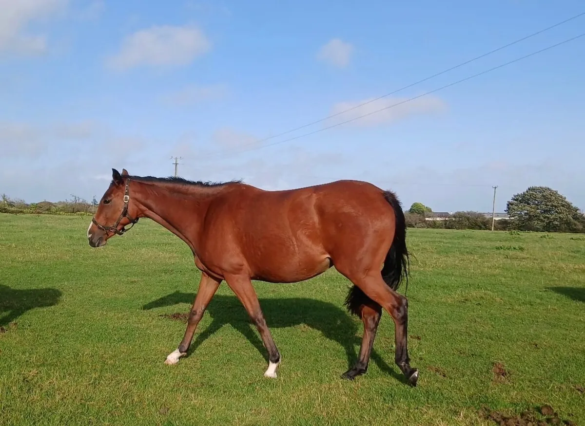 Horse 2YO Filly - Image 4