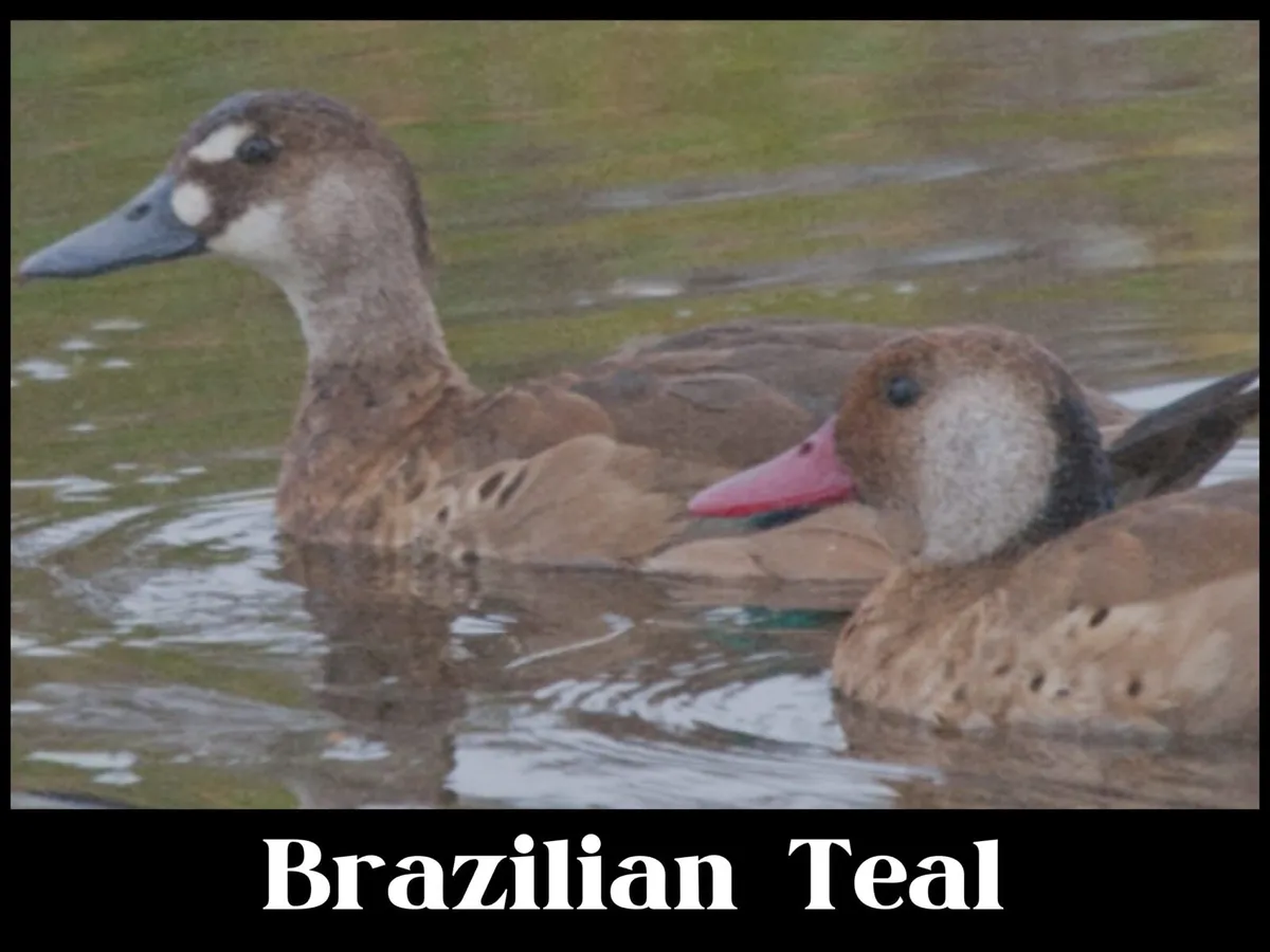 Ornamental waterfowl - Image 3