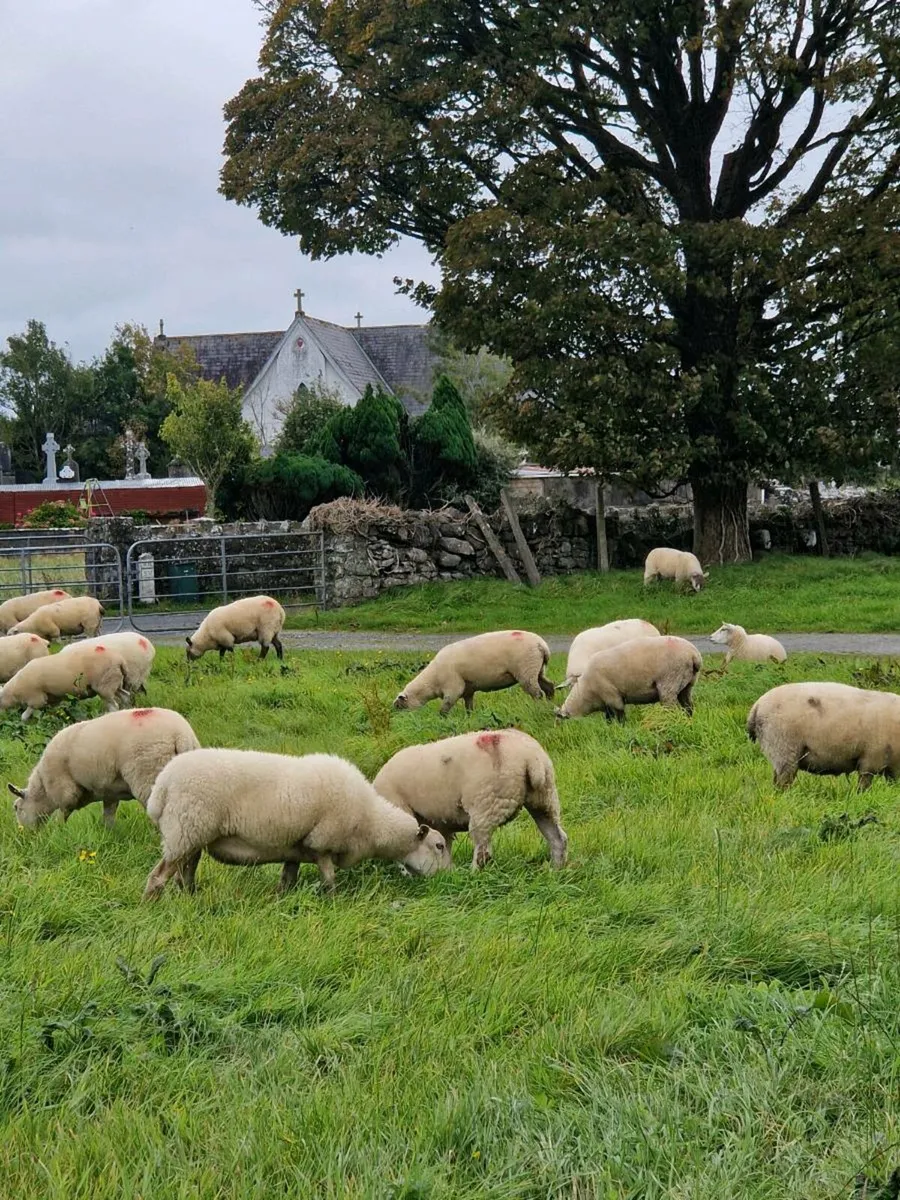 Quality Breeding Hoggets - Image 1