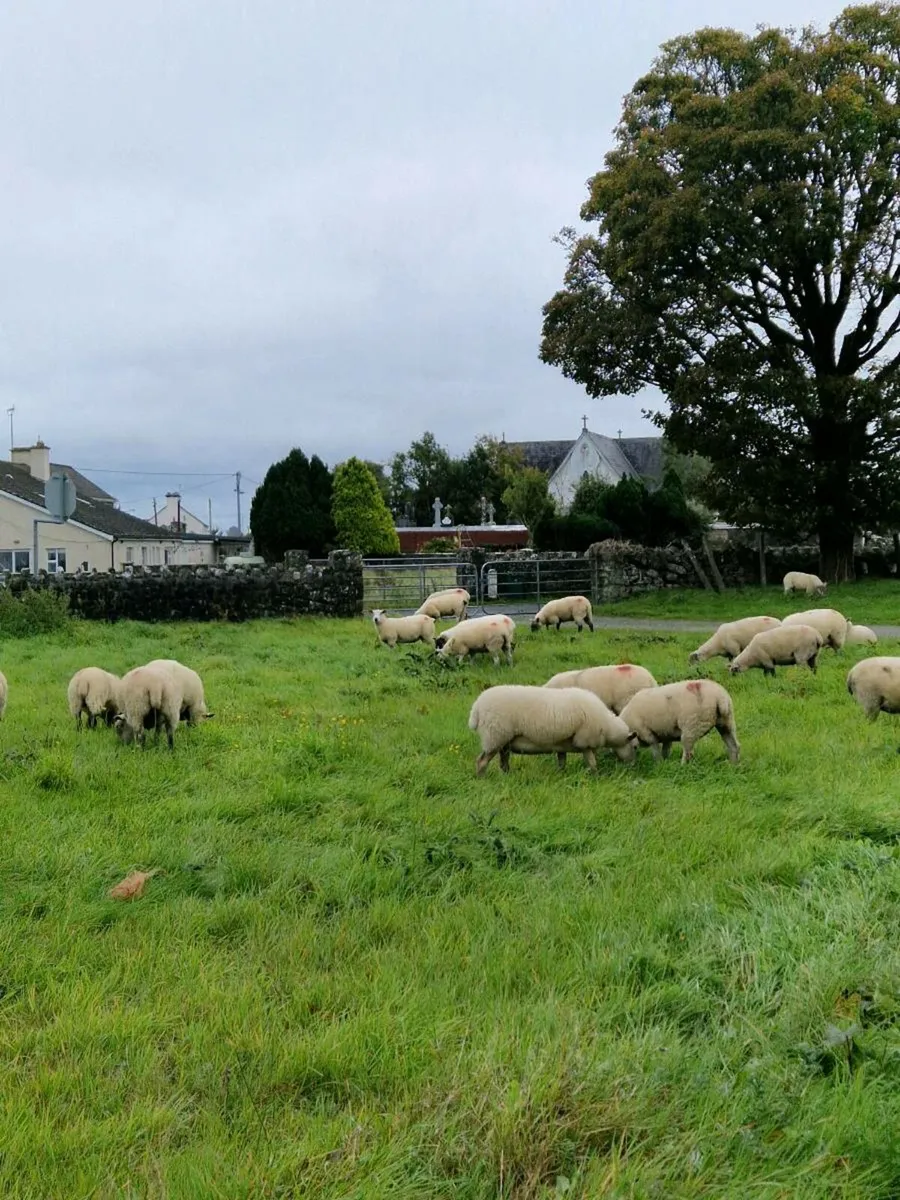 Quality Breeding Hoggets - Image 2