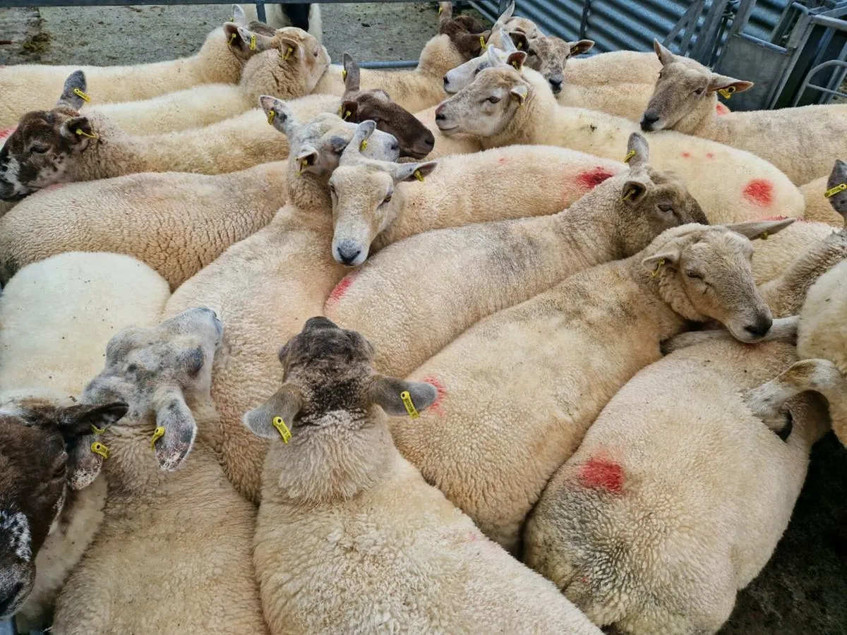 Quality Breeding Hoggets - Image 3