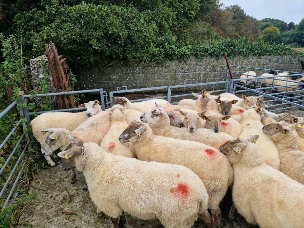 Quality Breeding Hoggets - Image 4