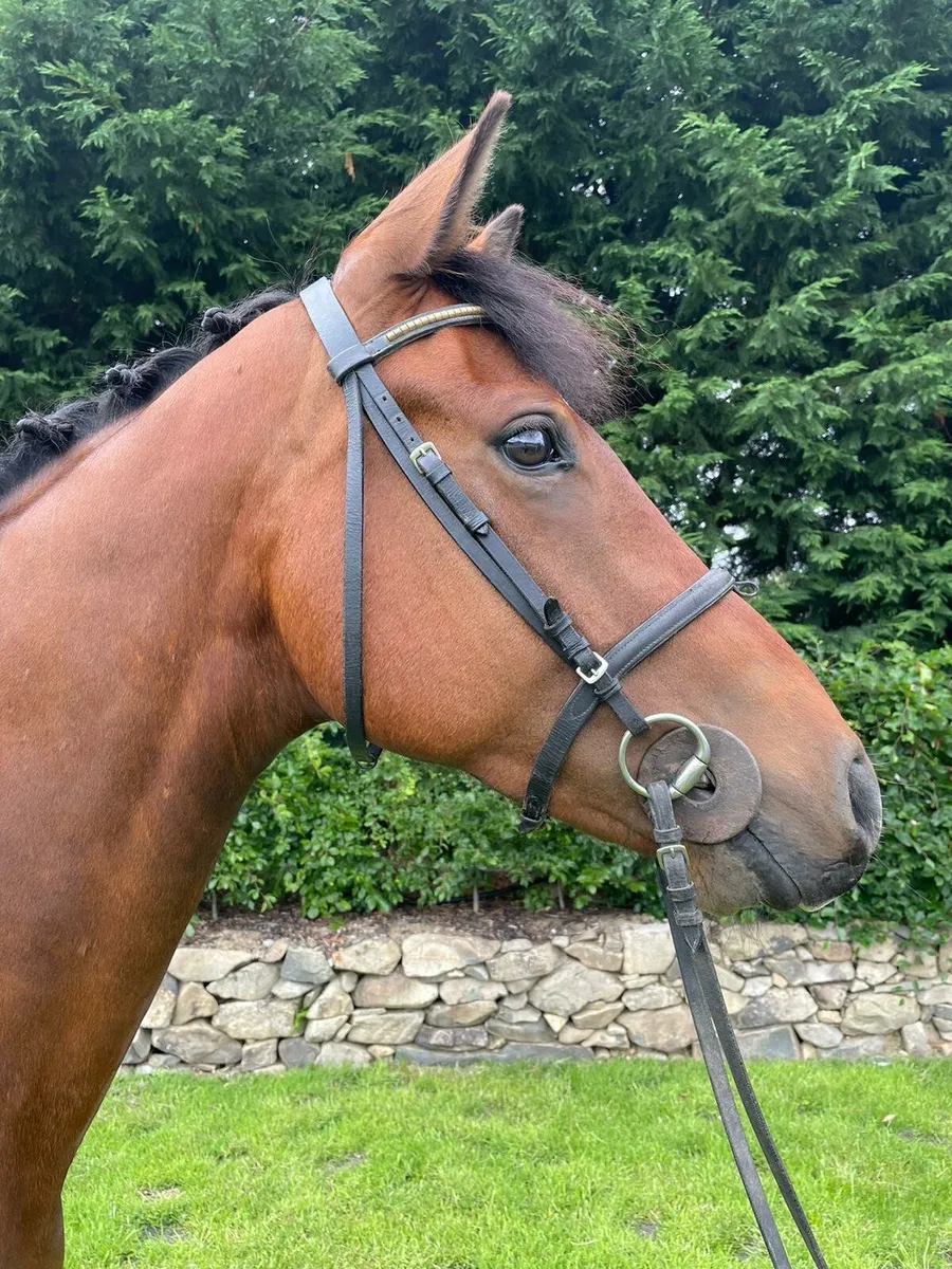 Horse - Image 3