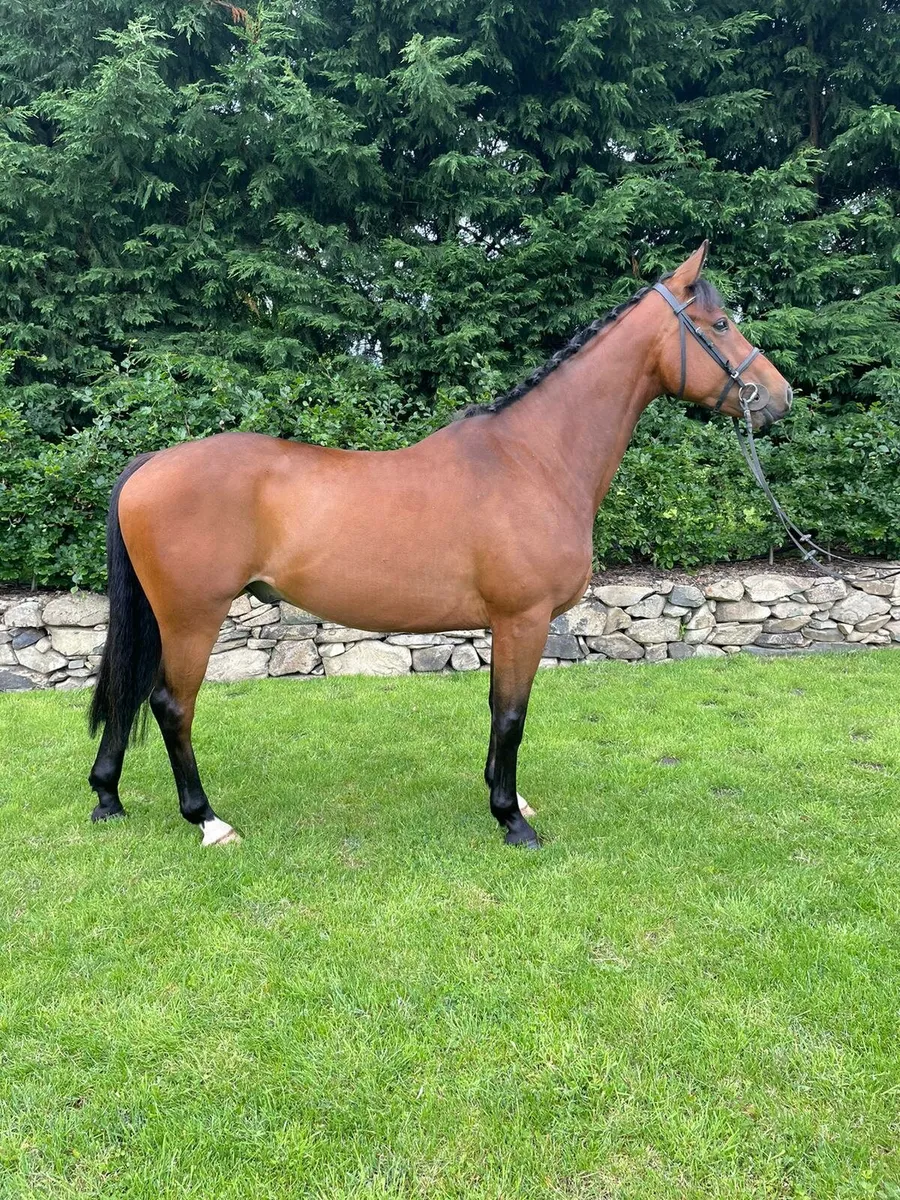 Horse - Image 4