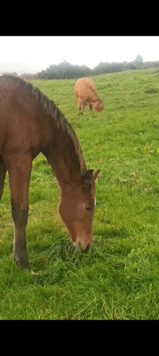 Foals for sale - Image 1