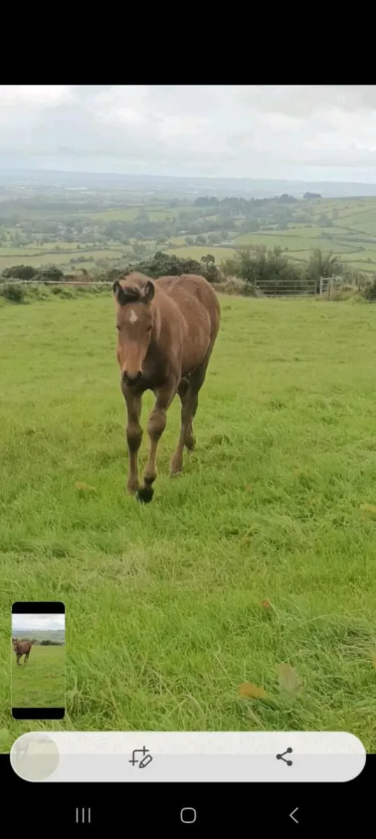 Foals for sale - Image 2