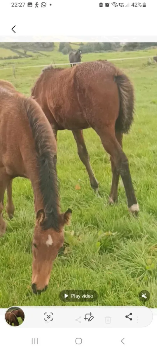 Foals for sale - Image 4