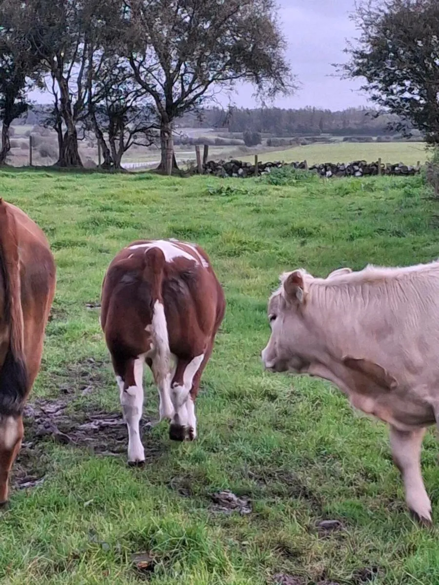 Weanling heifers for sale - Image 2