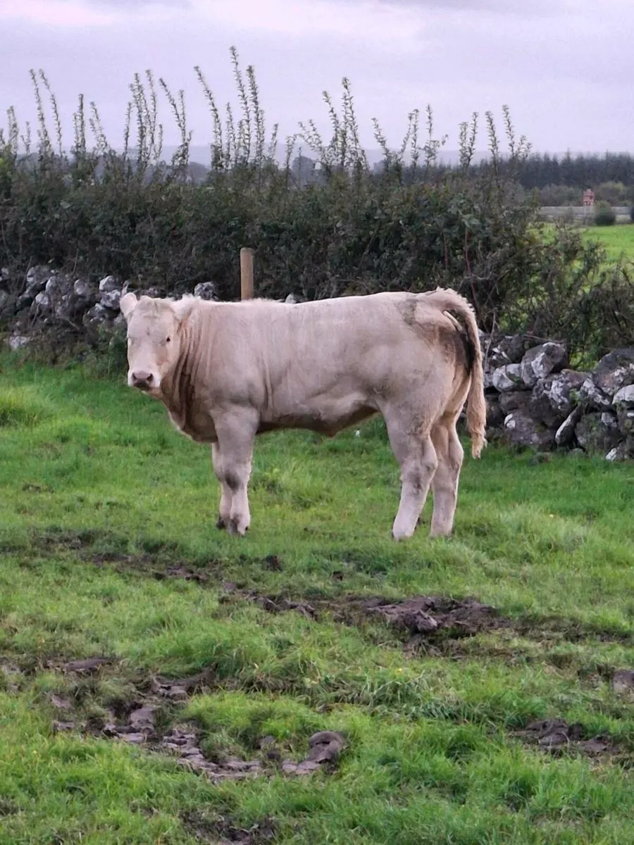 Weanling heifers for sale - Image 3