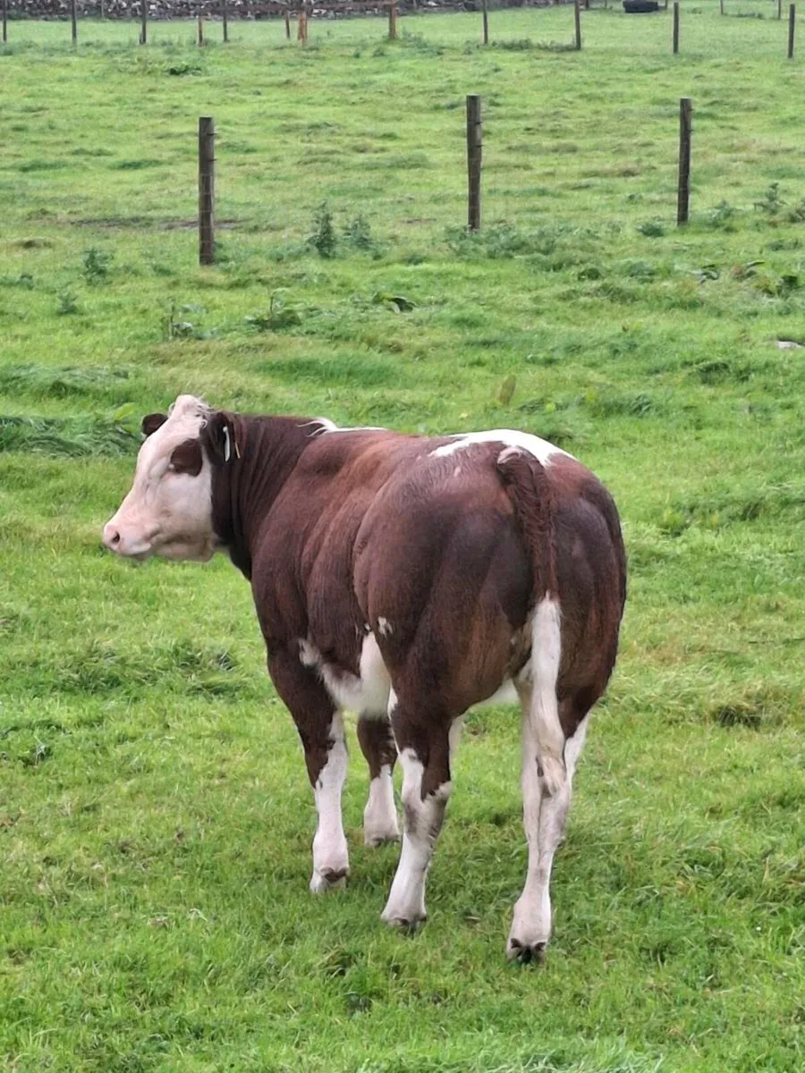 Weanling heifers for sale - Image 1