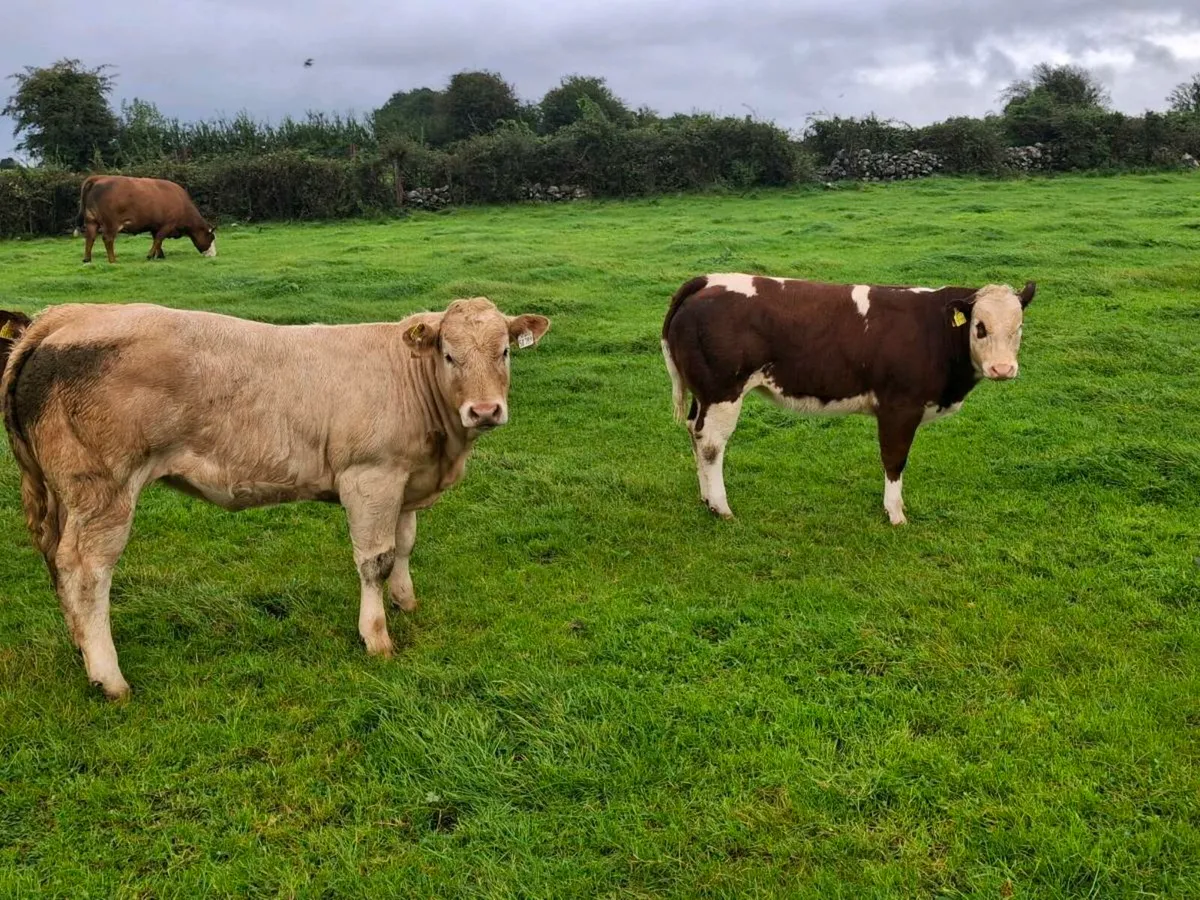 Weanling heifers for sale - Image 4