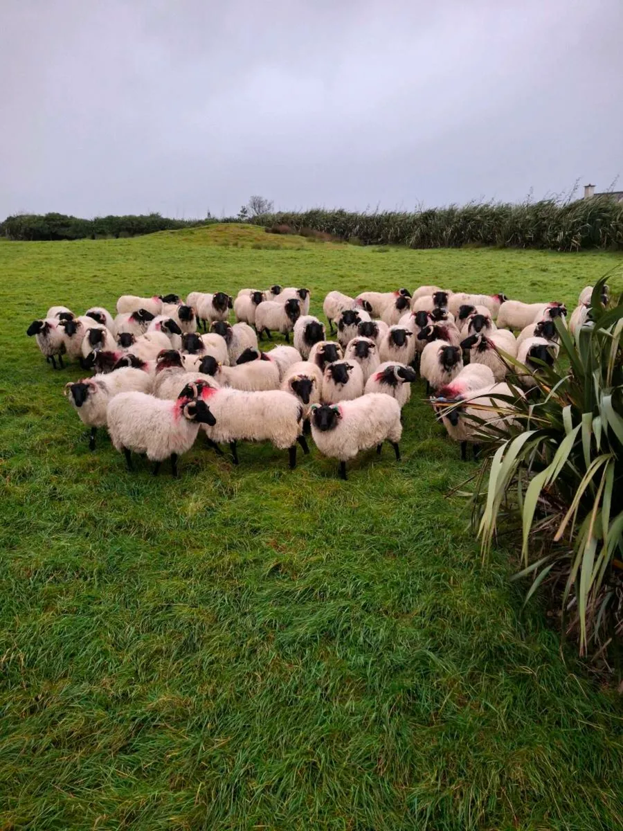 Blackface sale 20th September - Image 2