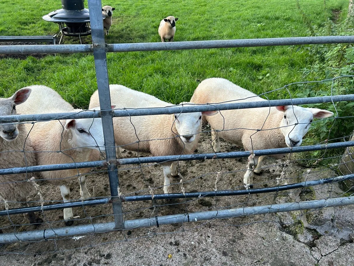 Ewe lambs - Image 1