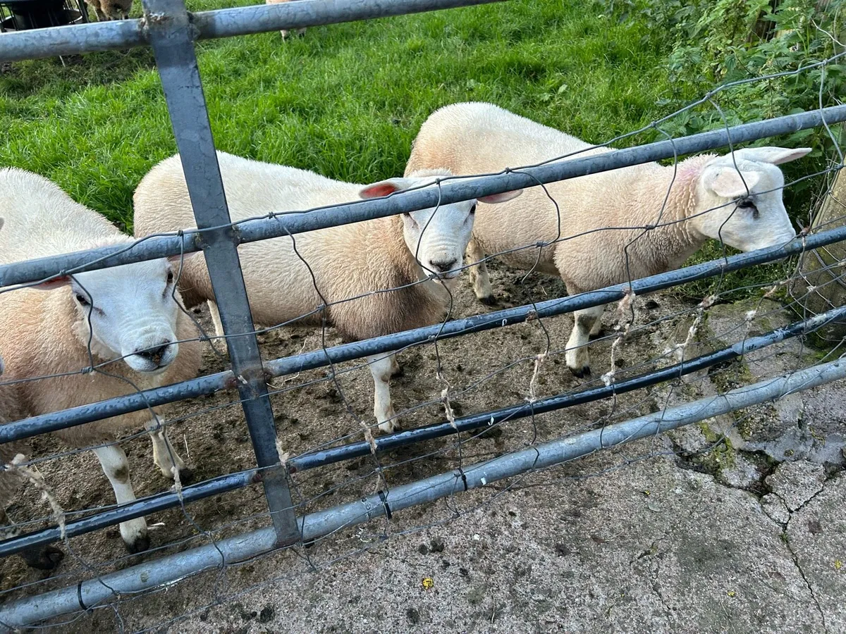 Ewe lambs - Image 2
