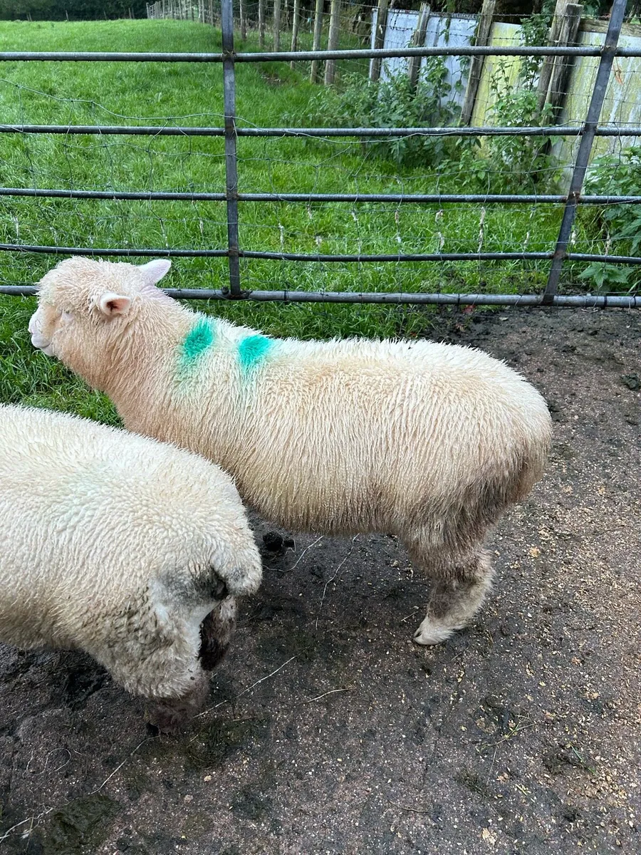 Ewe lambs - Image 3