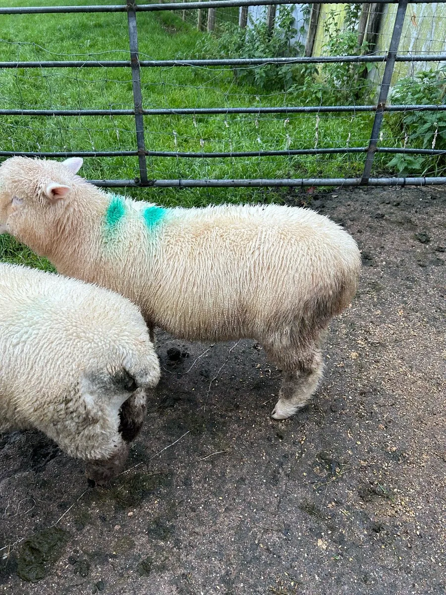 Ewe lambs - Image 4