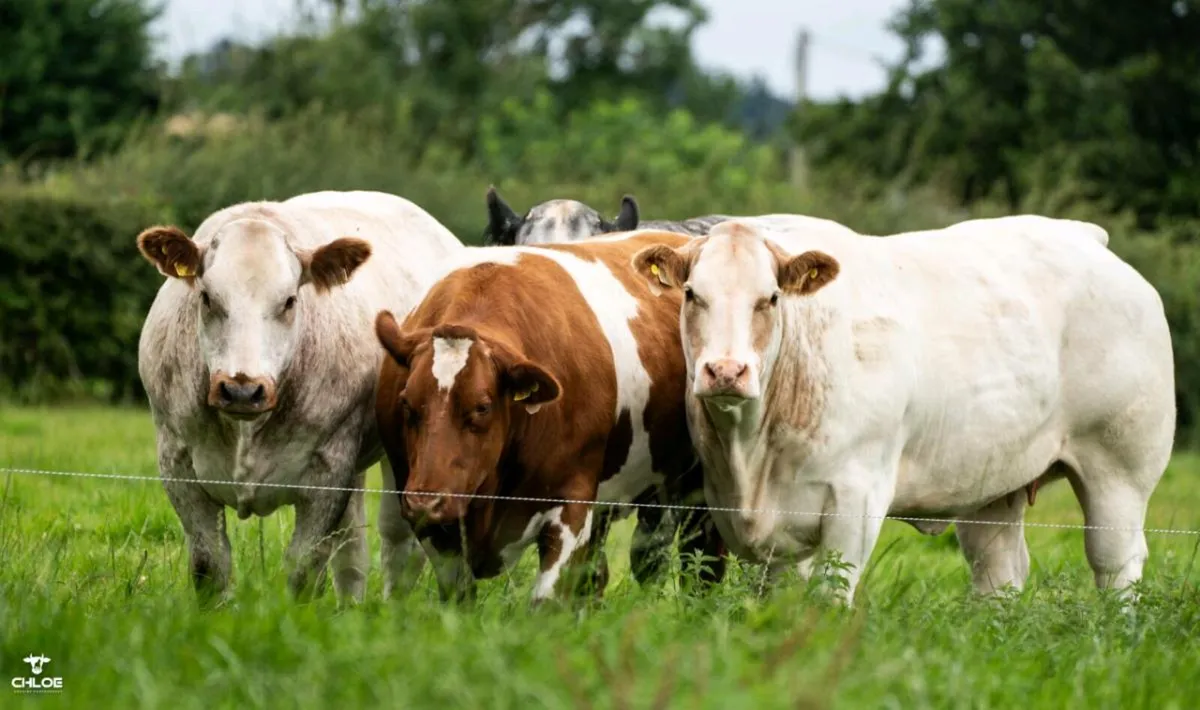 💥💥Fri 17th Oct - Sale 80 Incalf Heifers💥 - Image 1