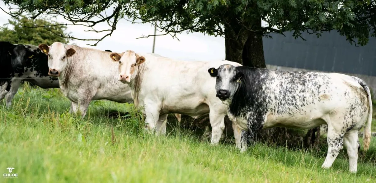 🟠 80 INCALF HEIFERS SALE TUAM MART 17TH OCT 🟠 - Image 1