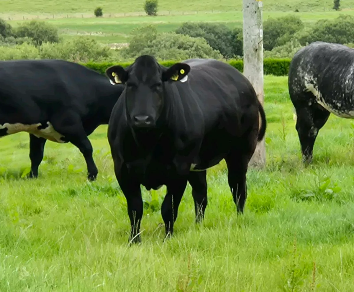 🟠 80 INCALF HEIFERS SALE TUAM MART 17TH OCT 🟠 - Image 2