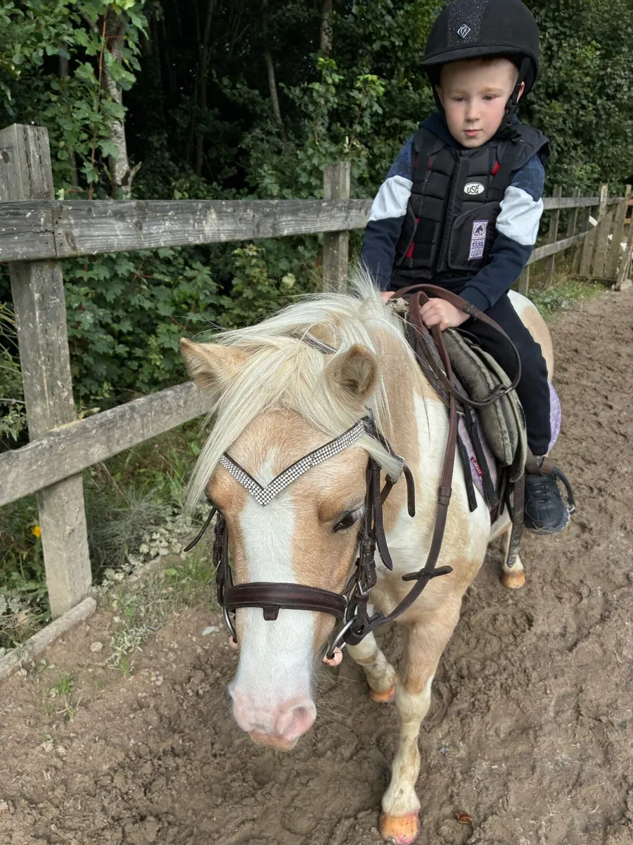 pony - Image 2