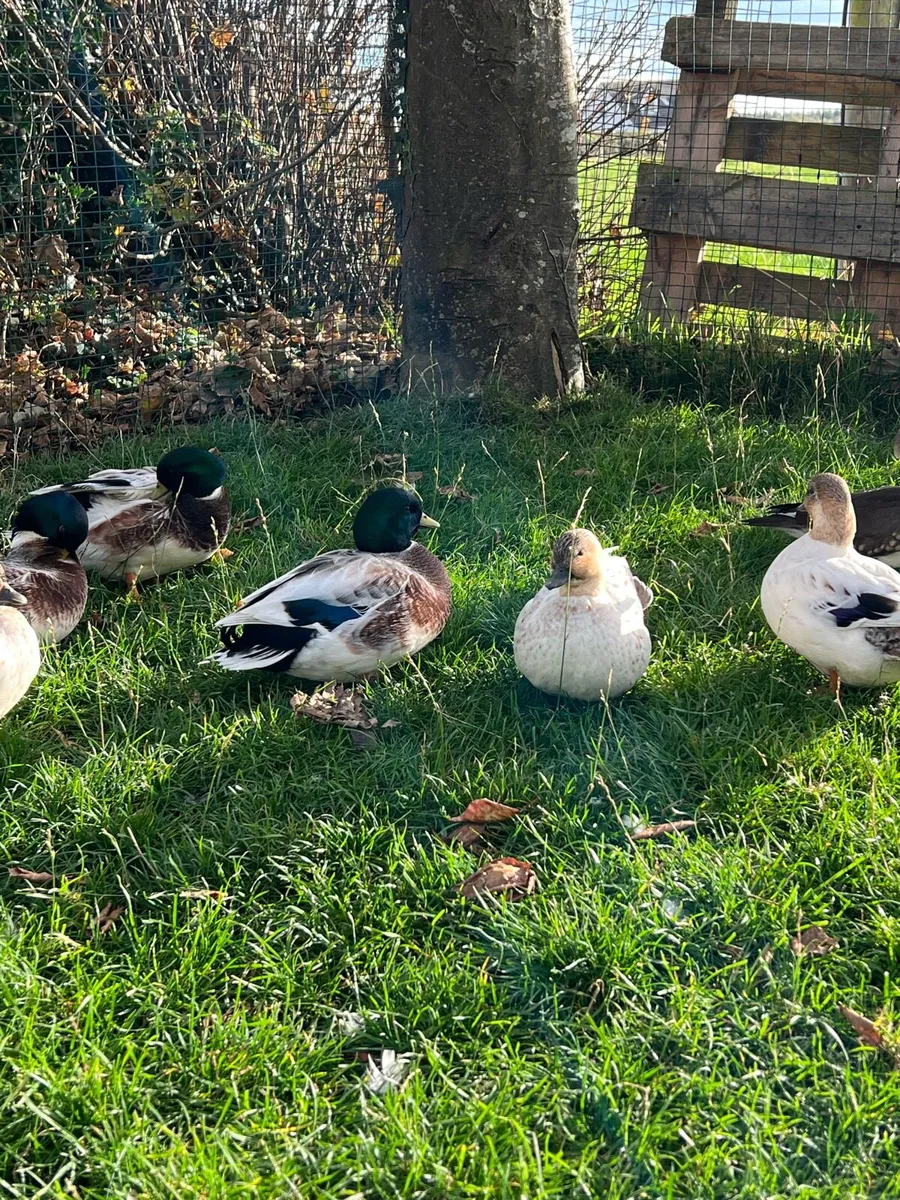 Abacot call ducks