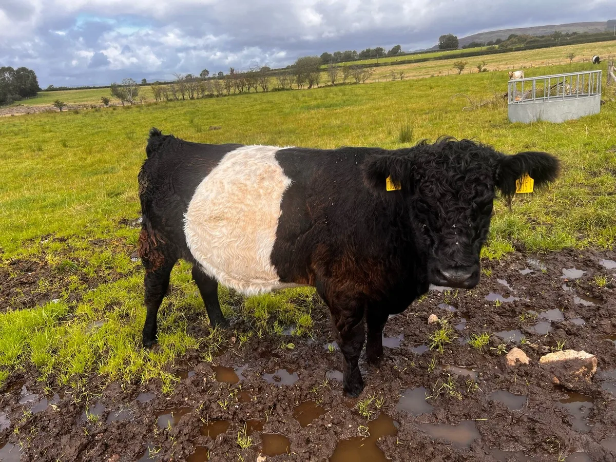 Belted Galloway cows and heifer - Image 1