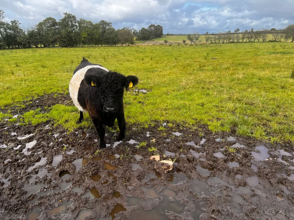Belted Galloway cows and heifer - Image 2