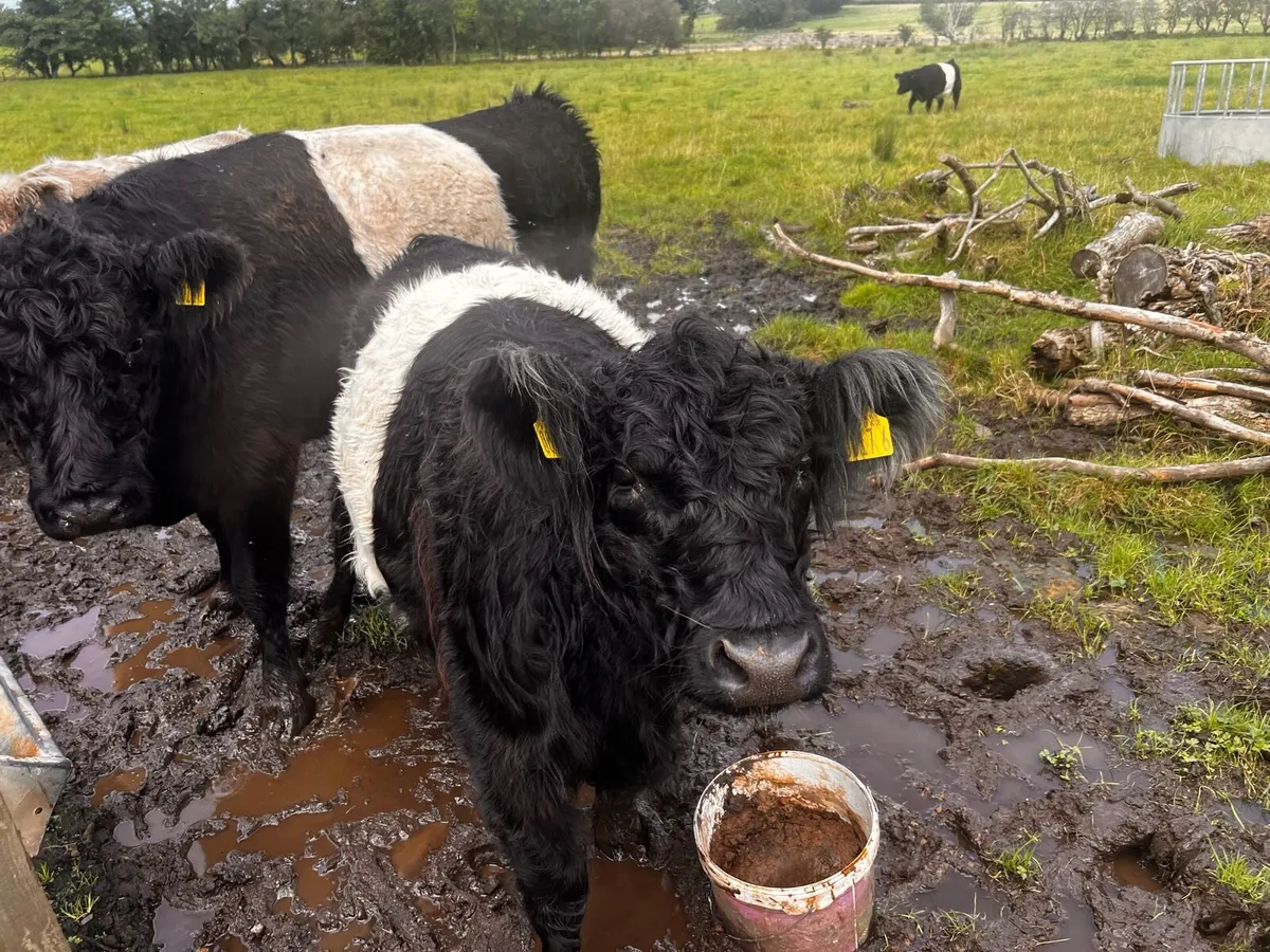 Belted Galloway cows and heifer - Image 3