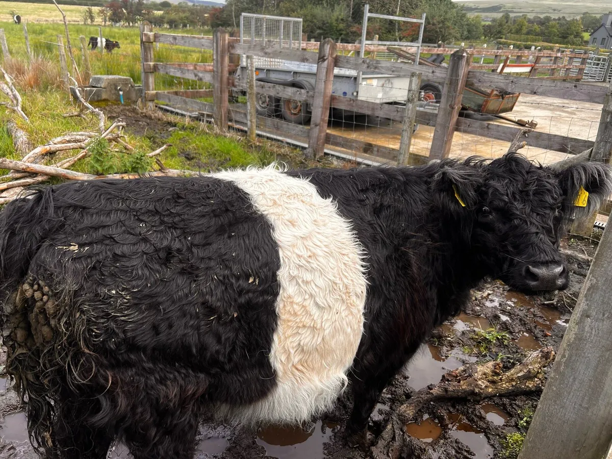 Belted Galloway cows and heifer - Image 4